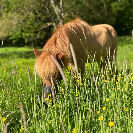 Tournesol En Pleine Nature Pour 6 Personnes Feriehus